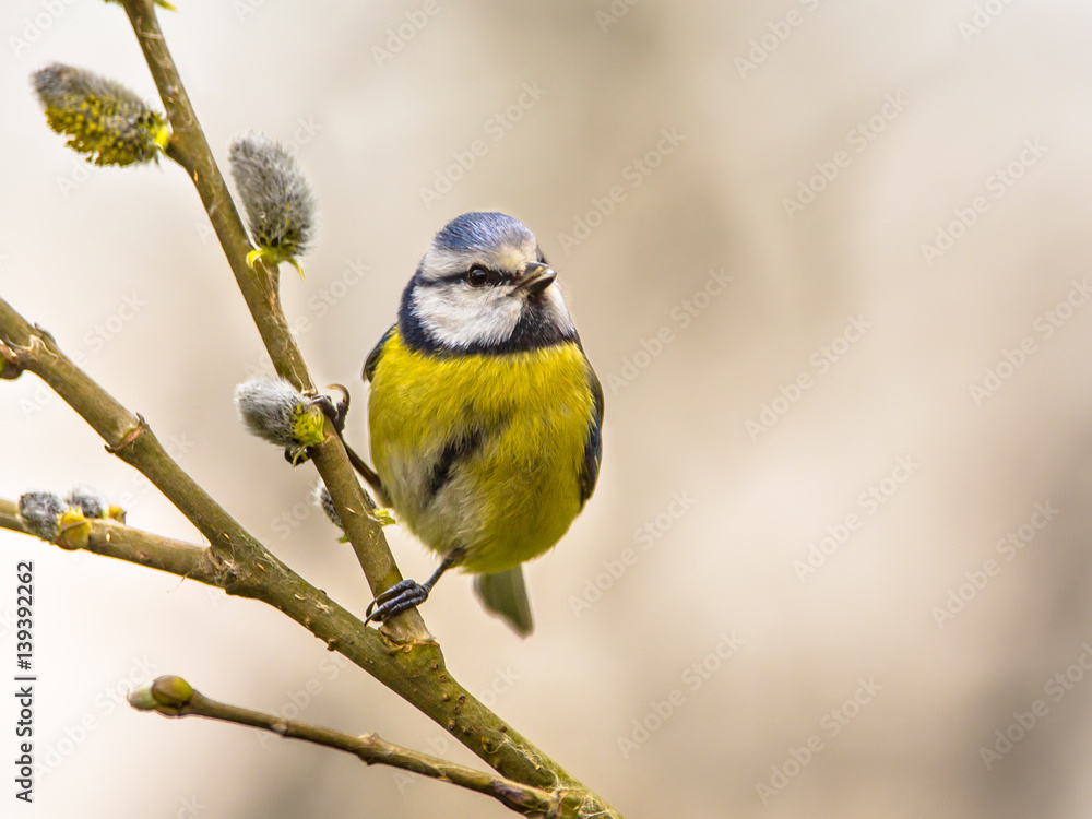 Fototapeta premium Blue tit on willow twig