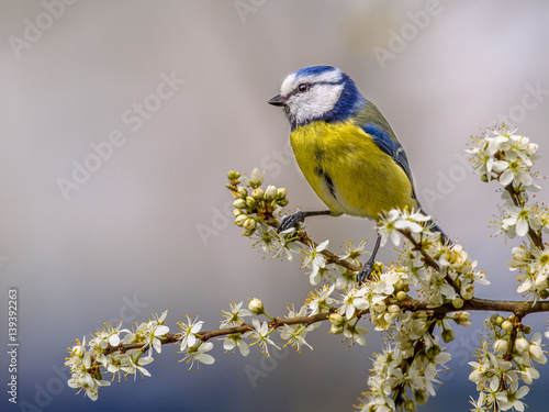 Blue tit on twig with blossom
