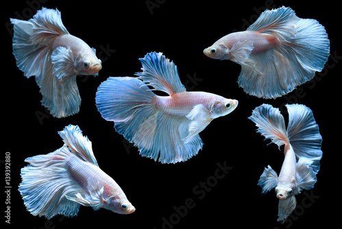 Set of pink fighting fish isolated on black background