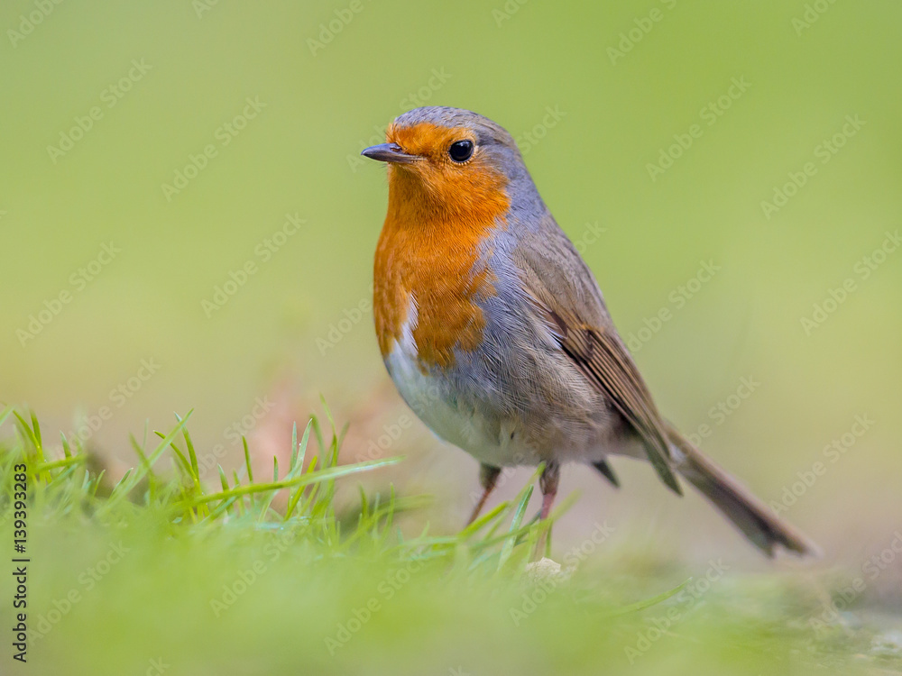Robin with bright green background Robin with bright green background