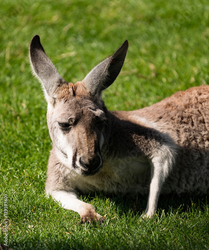 Kangaroo Wallaby Pouch