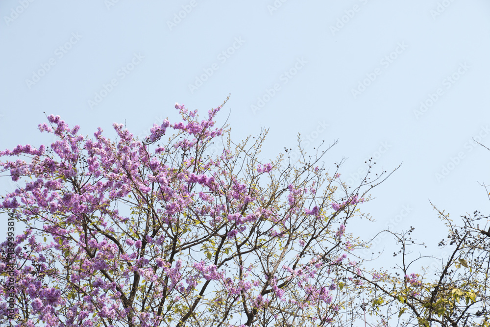 Lagerstroemia loudonii flower