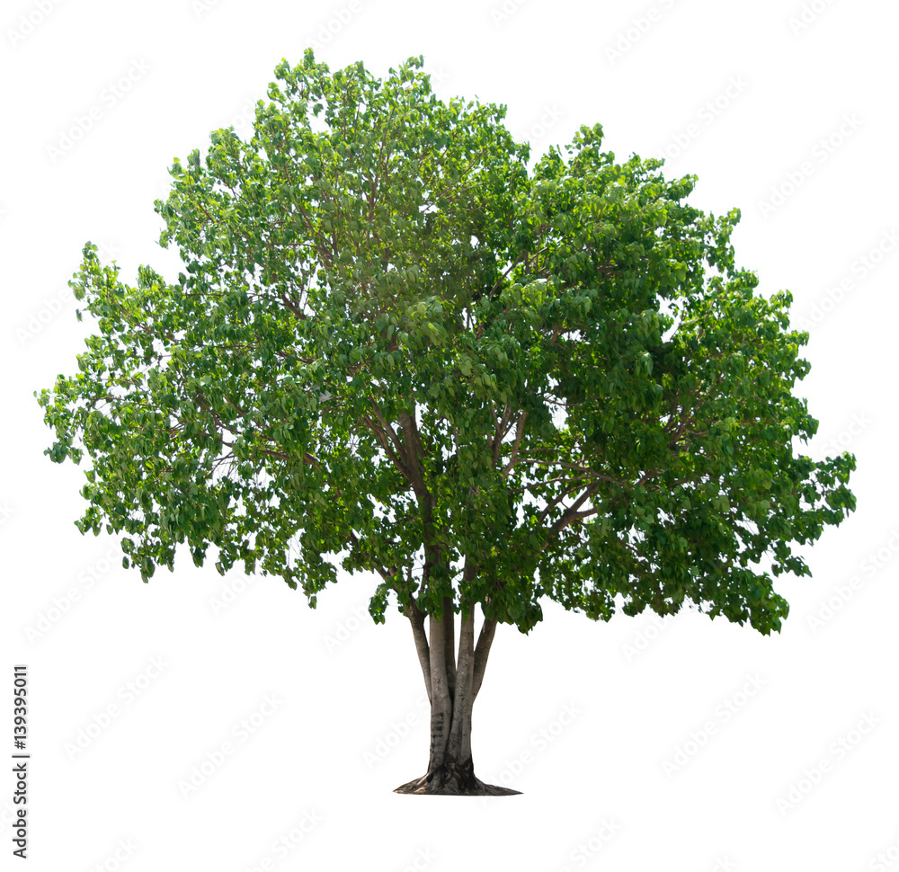 Obraz premium tree nature on white background of Isolated