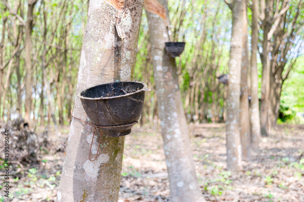 Rubber plantation and forest of Chanthaburi Thailand Rubber plantation and forest of Chanthaburi Thailand