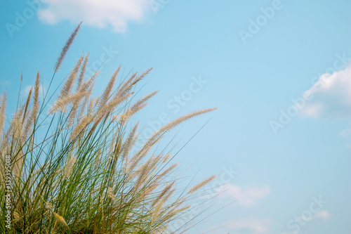 Grass flowers and sky background