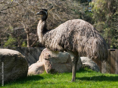 Emu Bird Full Profile Ostrich photo