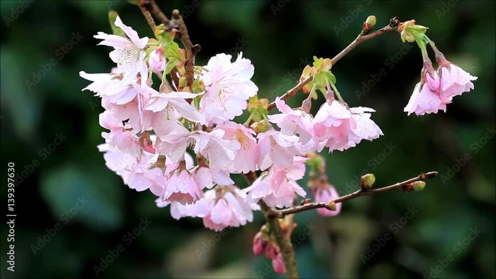 closeup Cherry blossoms on tree in spring
closeup Cherry blossoms on tree in spring