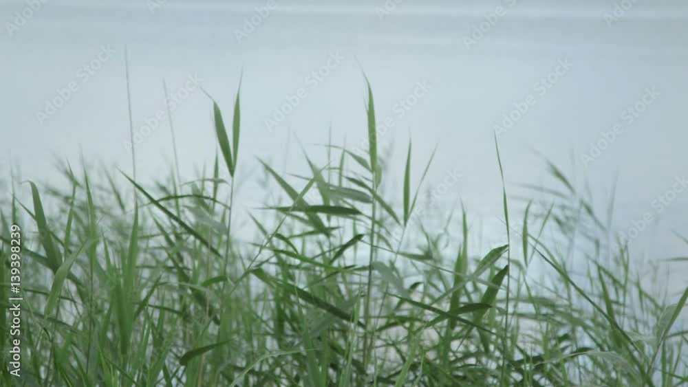 Plants Growing By Lake Plants Growing By Lake