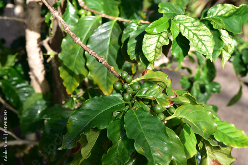 Wallpaper Mural 青い実がなるコーヒーの木 Torontodigital.ca