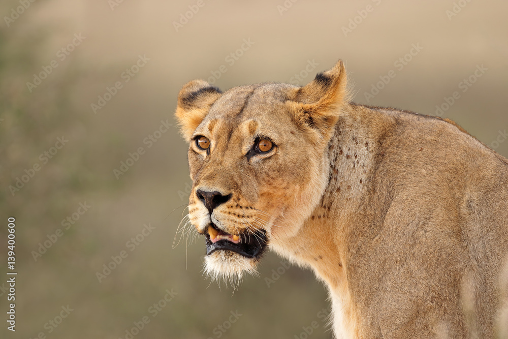Fototapeta premium Portrait of an African lioness (Panthera leo), Kalahari desert, South Africa.