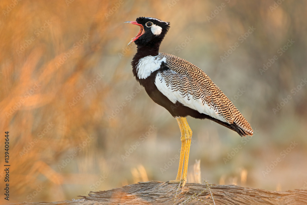Male whitequilled bustard (Afrotis afraoides) calling, Kalahari desert
