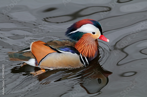 Colorful Mandarin duck (Aix galericulata) swimming, eastern Asia.