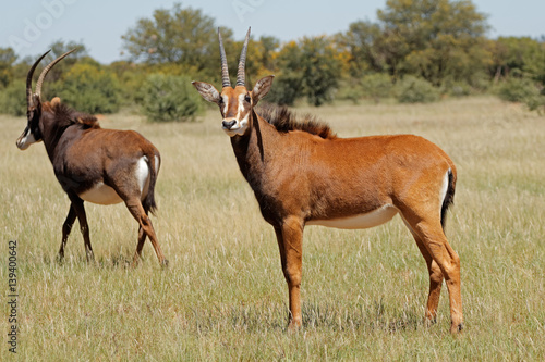 Female sable antelopes (Hippotragus niger) in natural habitat, South Africa. © EcoView
