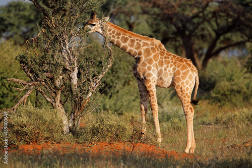 A young giraffe (Giraffa camelopardalis) feeding on a tree, South Africa.