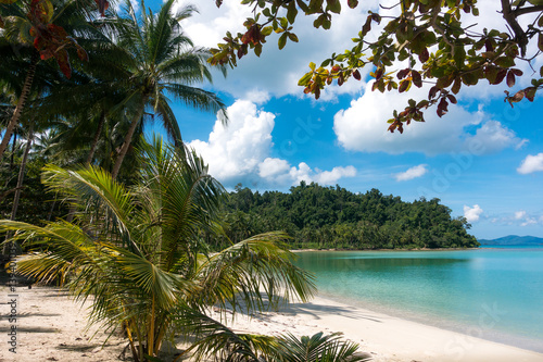 Stunning Beach and young coconut tree in Palawan