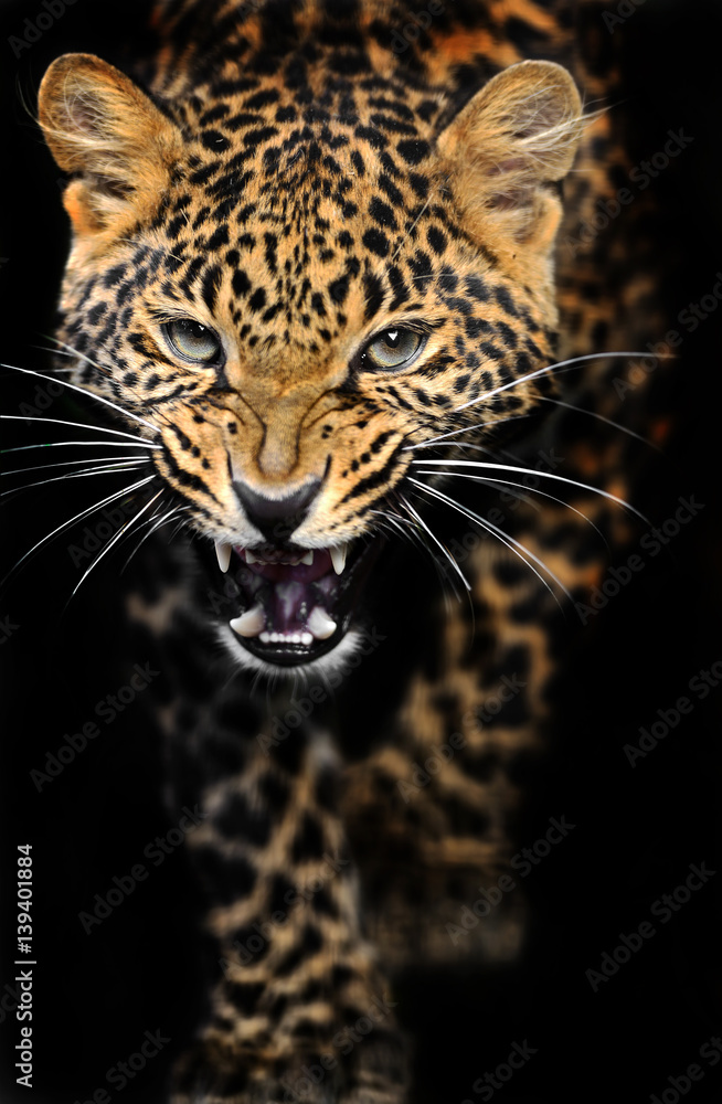 Fototapeta premium Portrait of a Leopard