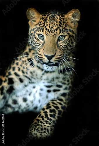 Portrait of a Leopard © kyslynskyy