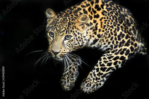 Portrait of a Leopard © kyslynskyy