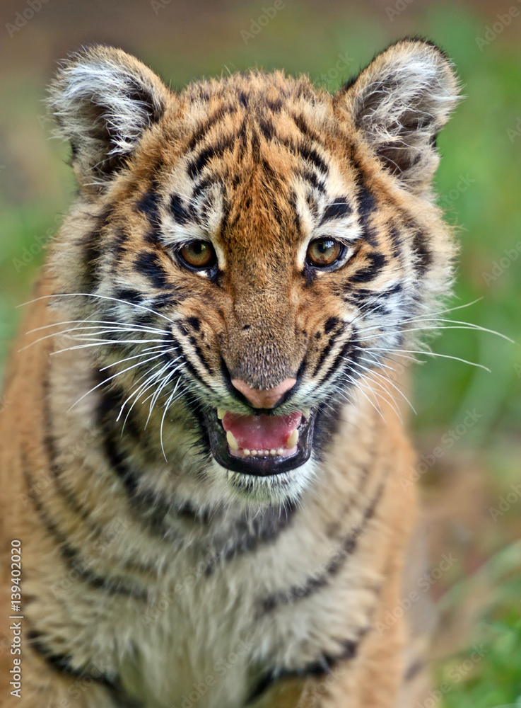 Obraz premium Cute little Tiger