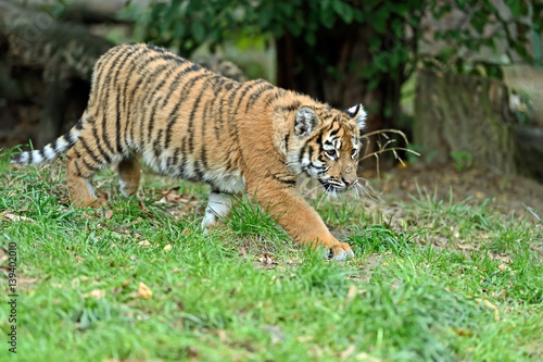 Little Tiger cute
