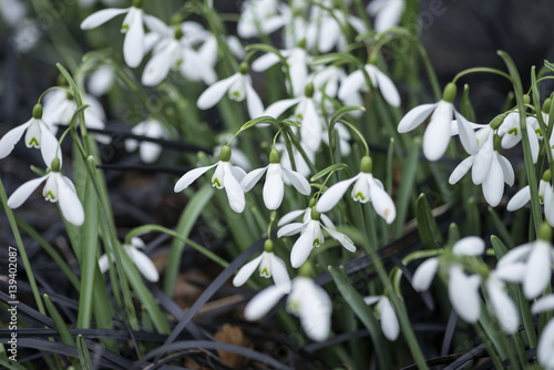 Beautiful Snowdrop galanthus flowers in full bloom in Spring forest