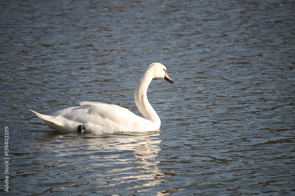 Le cygne nage seul dans l'étang Le cygne nage seul dans l'étang