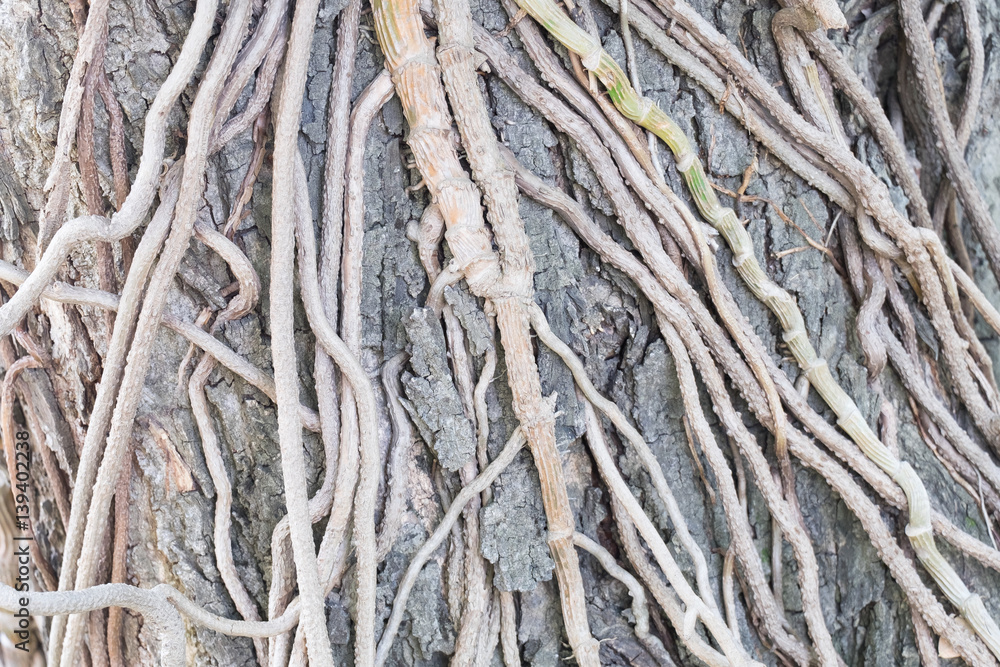 the roots of tree for abstract background. the roots of tree for abstract background.