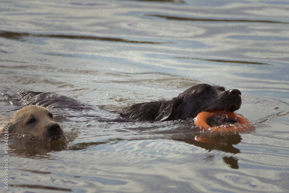 A puppy and dog race each other through the water, the dog with an orange ring toy in his mouth. A puppy and dog race each other through the water, the dog with an orange ring toy in his mouth.