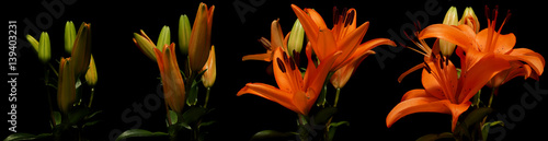 Asiatic Lily Flower Series