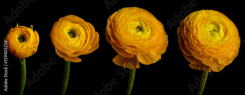 Ranunculus Flower Series