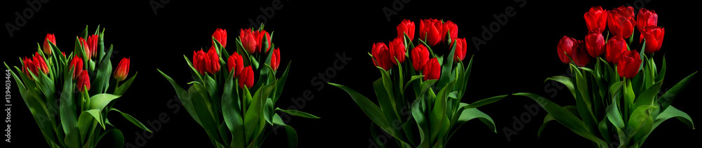 Tulip Flower Series