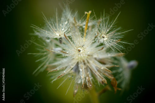 close up of grass flowers