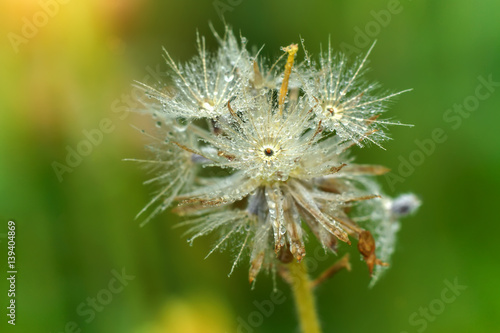 close up of grass flowers © noppharat