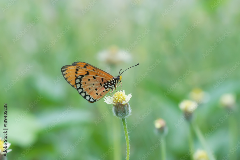 Obraz premium Closeup orange butterfly