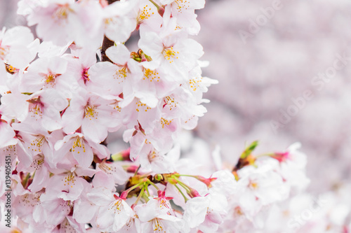 Sakura or cherry blossom flower full bloom in spring season.