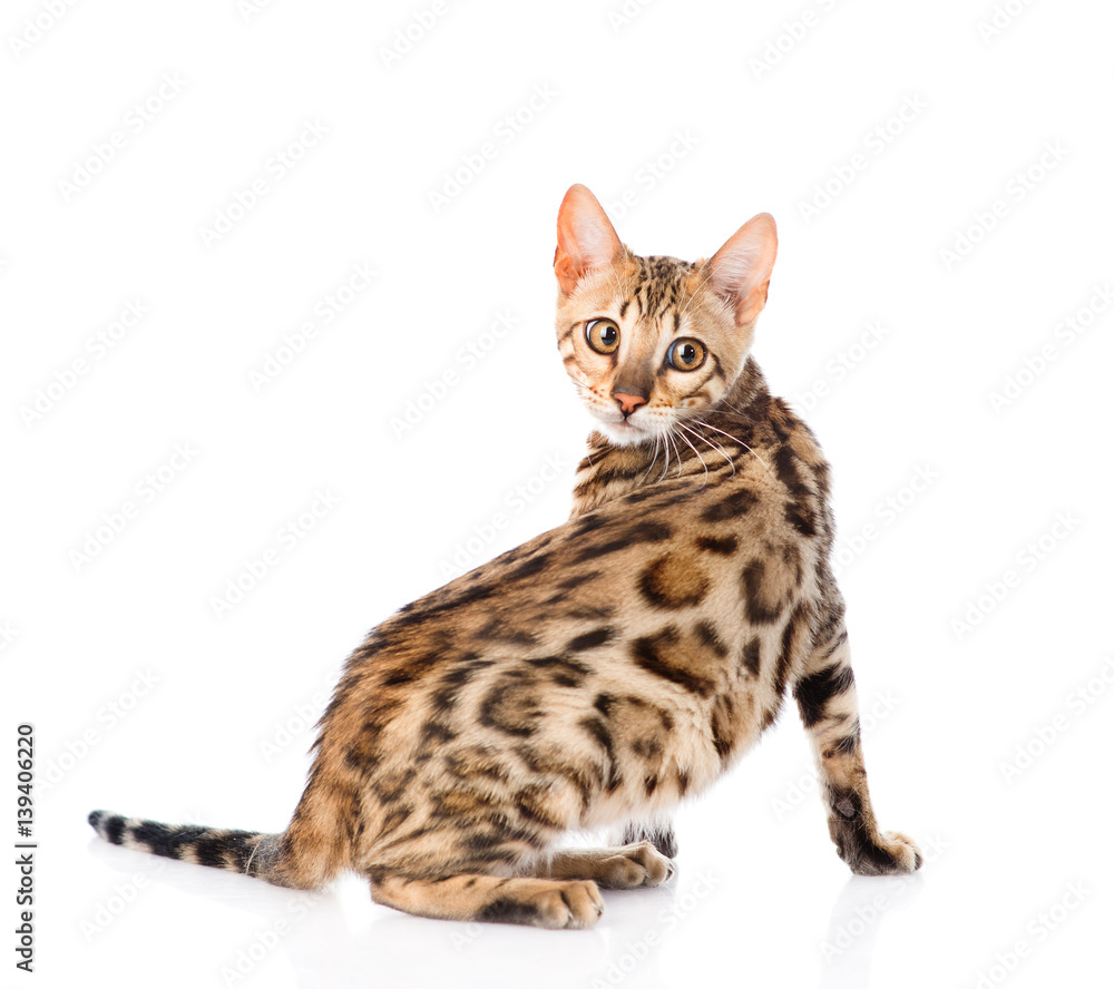 Bengal cat looks back. isolated on white background Bengal cat looks back. isolated on white background