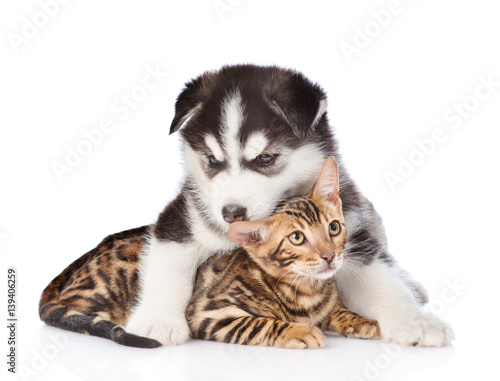 Siberian Husky puppy embracing bengal kitten. isolated on white background
