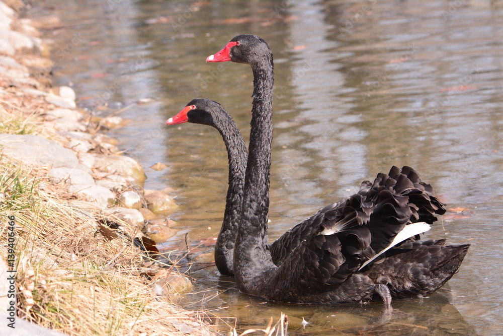 Obraz premium swan