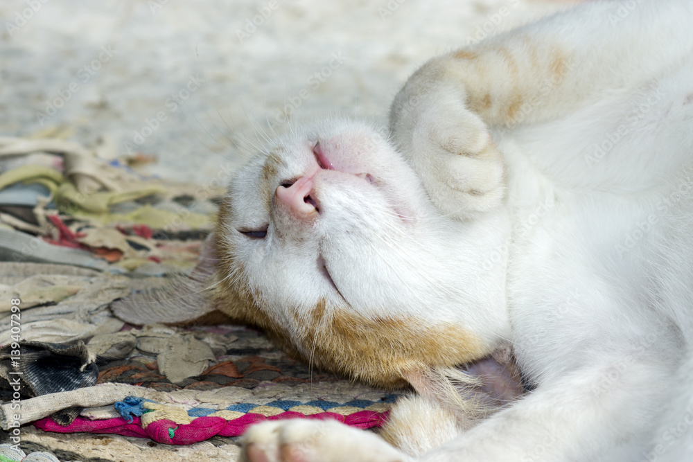 cat are sleeping on the ground.