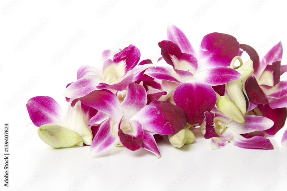 purple orchid flower purple orchid flower
