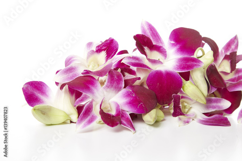 purple orchid flower