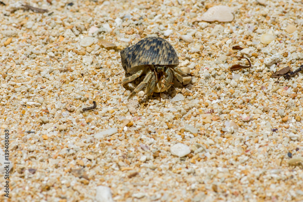 Close up of Hermit crab with beautiful shell on large grain sand beach.