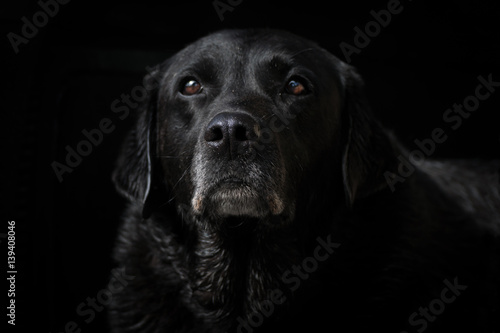 A black Labrador Retriever sits alone while isolated on a black background, with its nose and face in focus. © Barbara