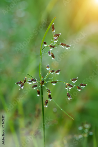 Drop dew and wild grass in the nature.