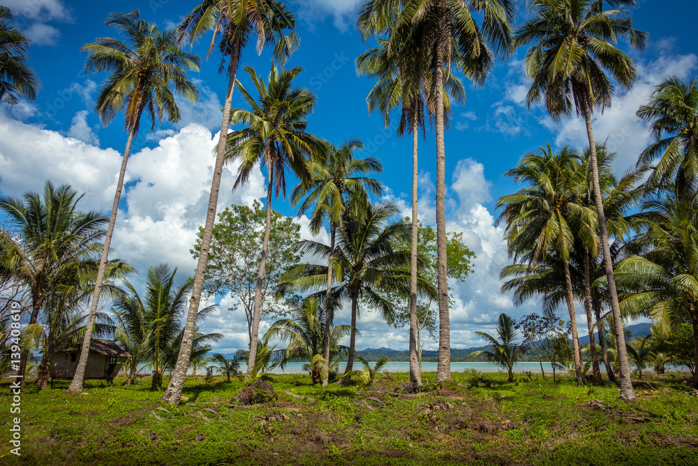 Naklejka premium Grove of Coconut Trees along the sea in San Vicente, Palawan