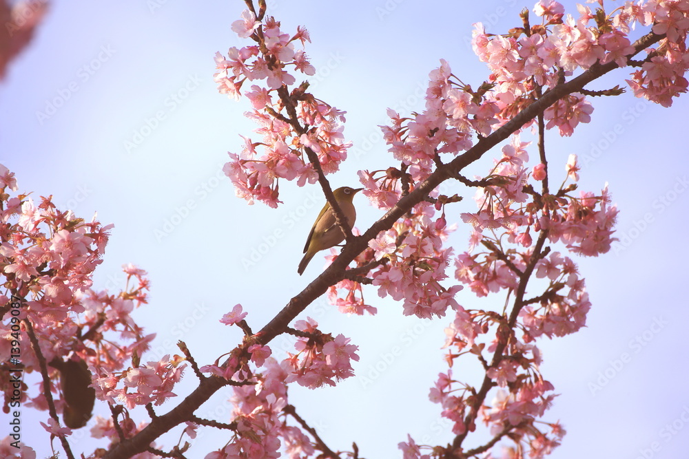 河津桜とメジロ