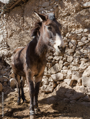 Mule potrait in Moroccan village