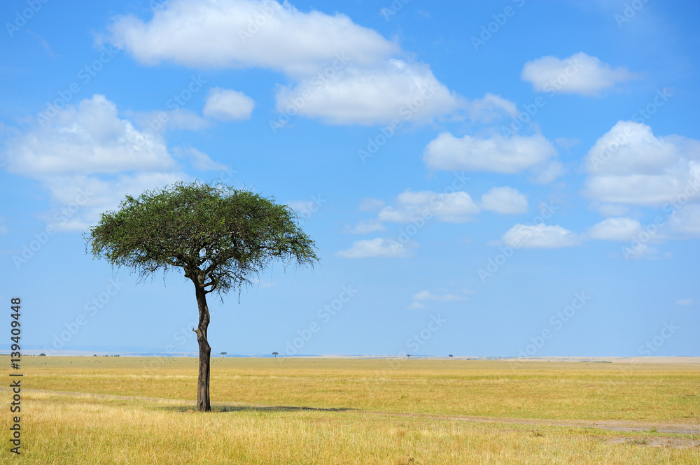 Landscape with tree in Africa