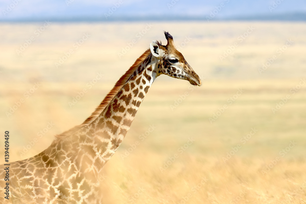 Fototapeta premium Giraffe in National park of Kenya