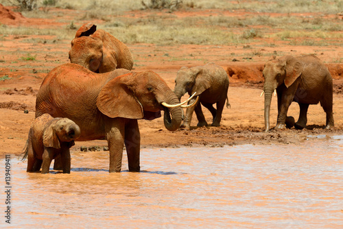 Elephant in National park of Kenya